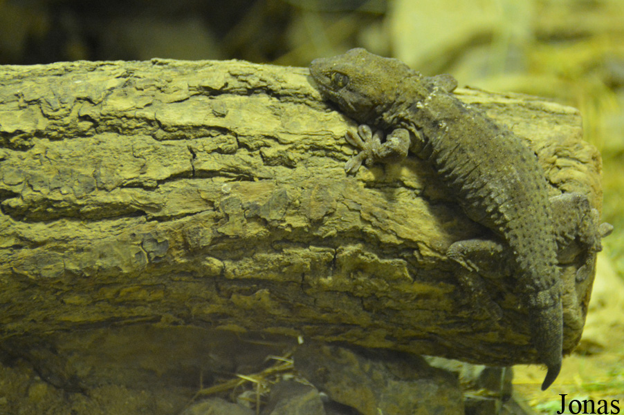 Exotarium Oberhof
