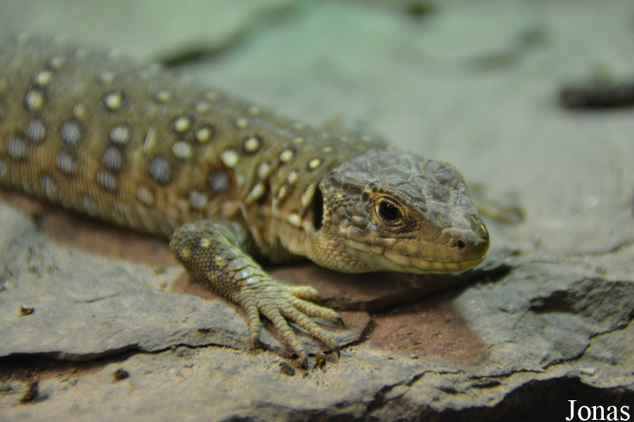 Exotarium Oberhof