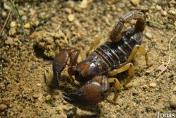 Opistophthalmus glabrifrons