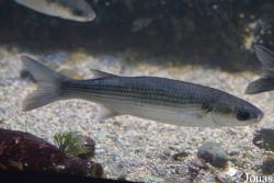 Getxo Aquarium