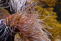 Getxo Aquarium