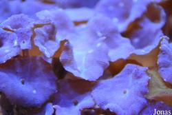 Getxo Aquarium