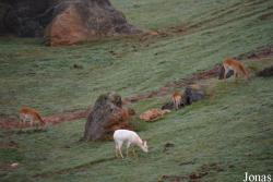 Parque de la Naturaleza de Cabárceno