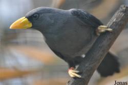 Scissirostrum dubium
