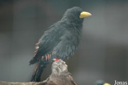 Wilhelma