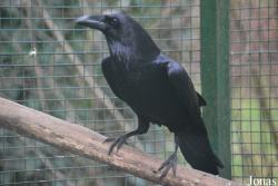 Corvus corax hispanus