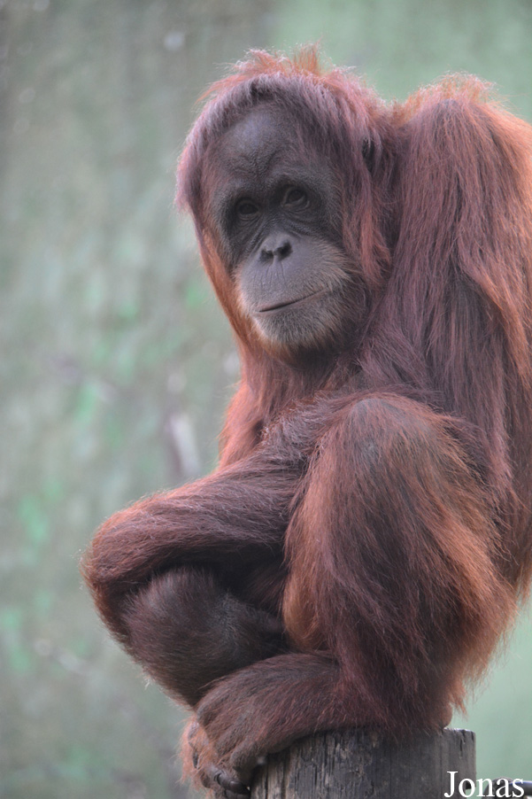 Zoo de Santillana