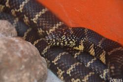 Lampropeltis splendida