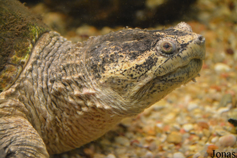 Zoo de Santillana