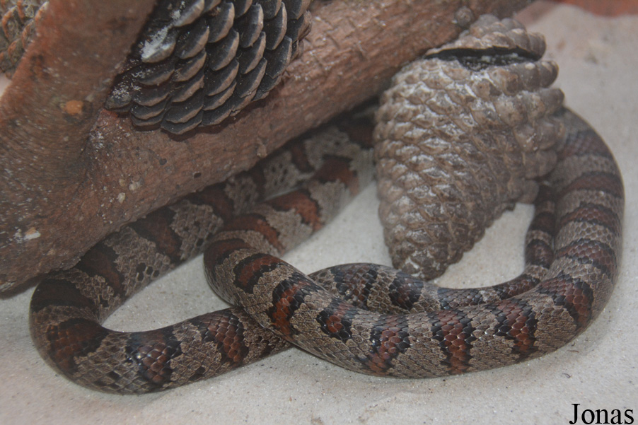 Zoo de Santillana