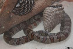 Lampropeltis mexicana
