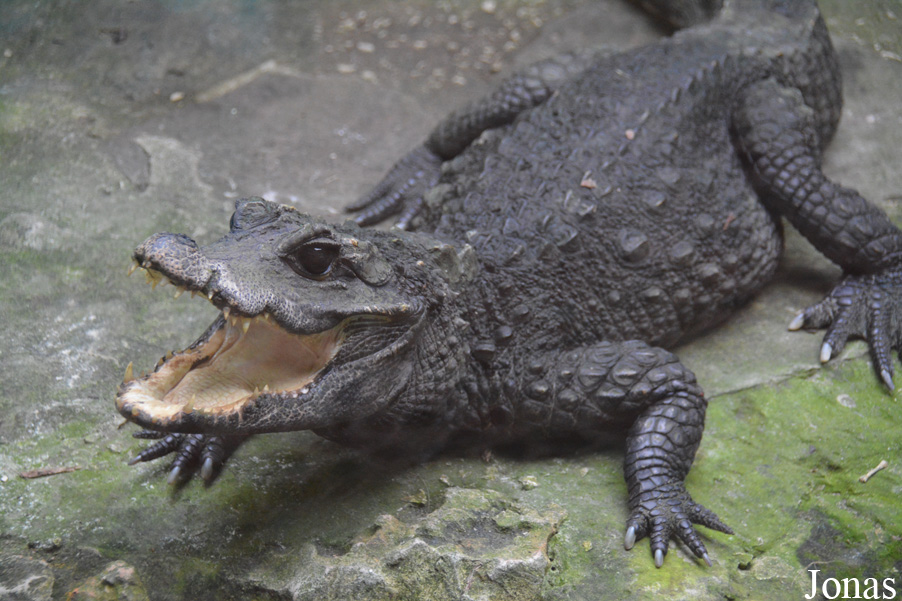 Zoo de Santillana