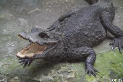 Zoo de Santillana
