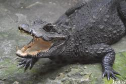Zoo de Santillana