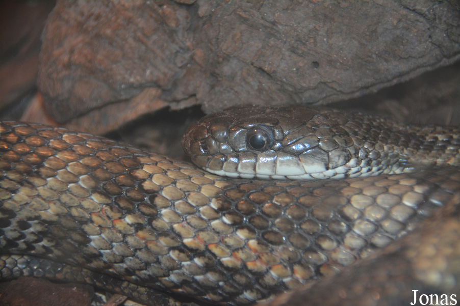 Zoo de Santillana