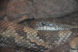 Zoo de Santillana