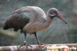Zoo de Santillana