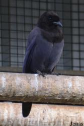 Zoo de Santillana