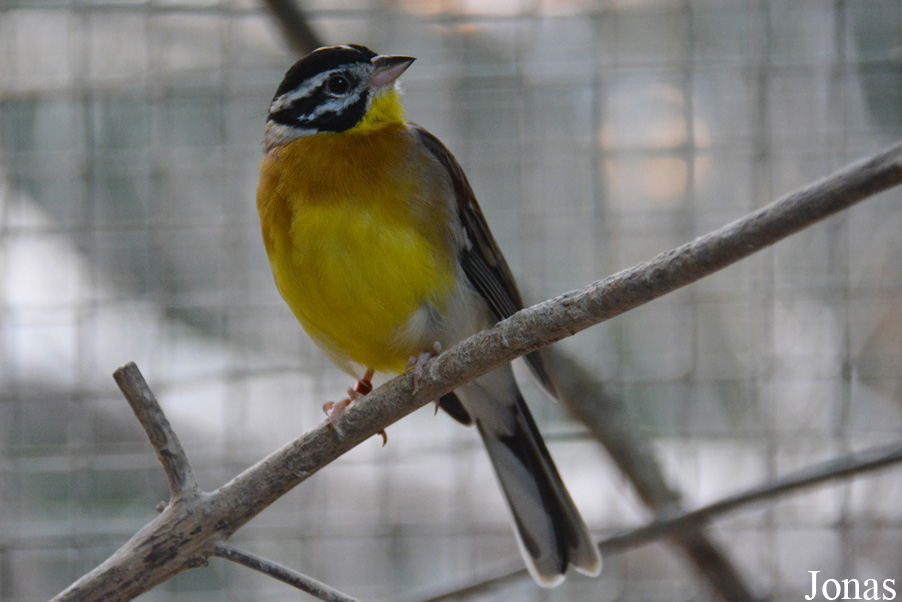 Zoo de Santillana