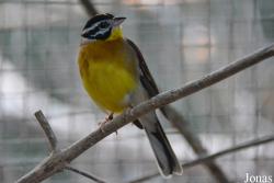 Emberiza flaviventris