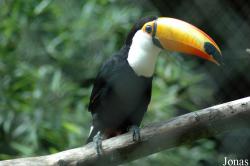 Ramphastos toco
