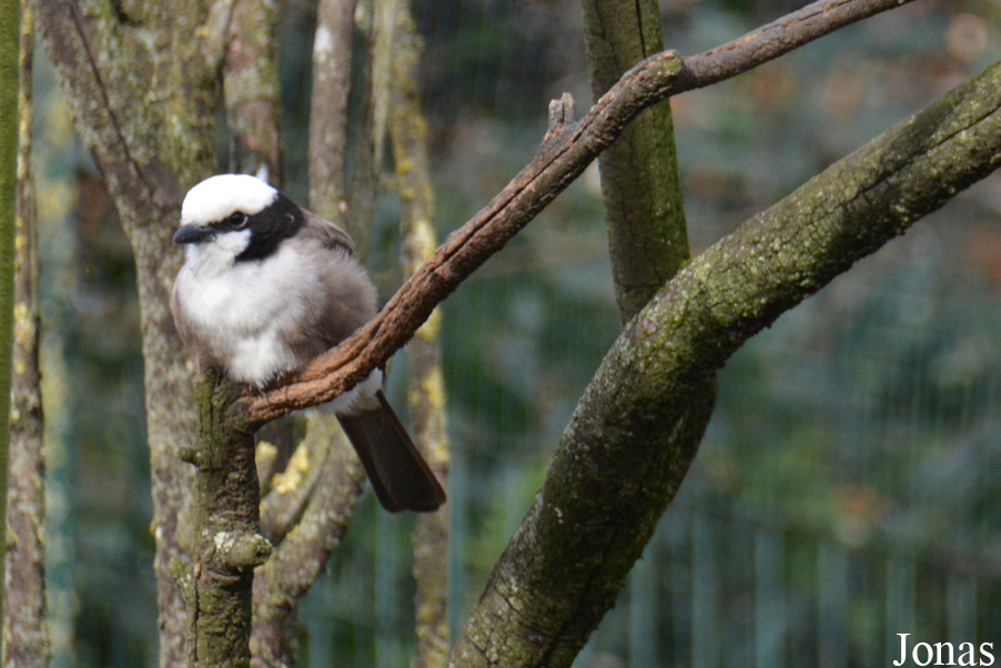 Zoo de Santillana
