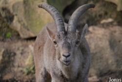 Zoo de Santillana