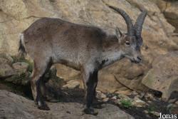 Capra pyrenaica