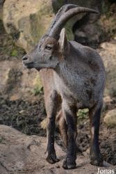 Zoo de Santillana