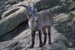 Zoo de Santillana