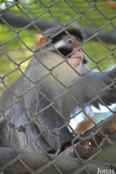 Cercopithecus erythrotis