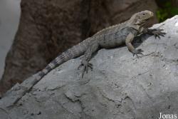 Jardín Zoológico de La Habana