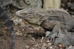 Jardín Zoológico de La Habana