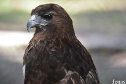 Buteo jamaicensis solitudinis