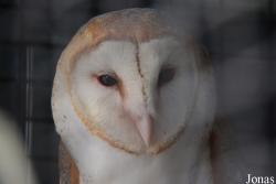 Tyto alba furcata