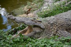 Jardín Zoológico de La Habana