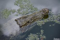 Jardín Zoológico de La Habana