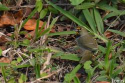 Tiaris olivaceus olivaceus