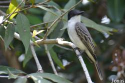 Tyrannus caudifasciatus