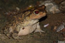 Peltophryne florentinoi