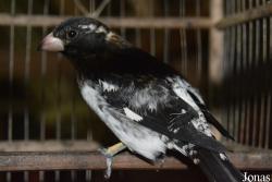 Soroa