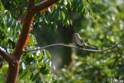 Mimus polyglottos orpheus