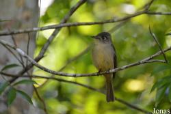 Contopus caribaeus caribaeus