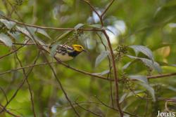 Setophaga virens