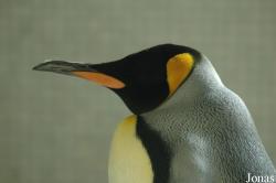 Aptenodytes patagonicus