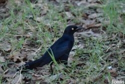 Quiscalus niger gundlachii