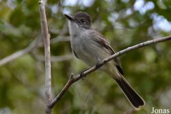 Myiarchus sagrae sagrae