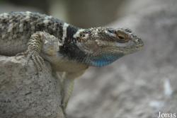 Sceloporus cyanogenys