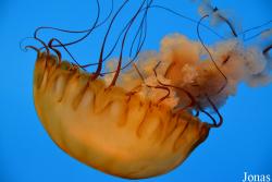 National Aquarium