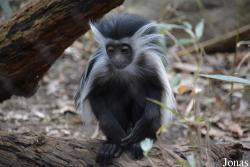 Bronx Zoo